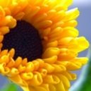 DJ Zorg - Glory Of The Sun