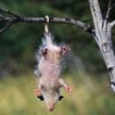 CLEVER INSECTS - IN A TREE