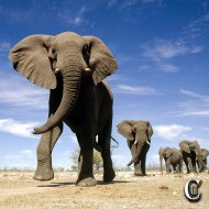 Nacim Ladj - Elephants