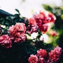 ΛLICΣ`PRISE - so beautiful
