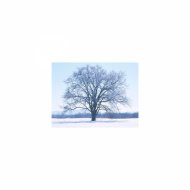 Mindfulness Healing BGM Project - Chamomile & Concentration