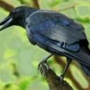 Roman Tkachoff - Black Crow (Original Mix)