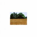 Mindfulness Healing Sleep BGM Project - Freesia and sleep (Sleep BGM)
